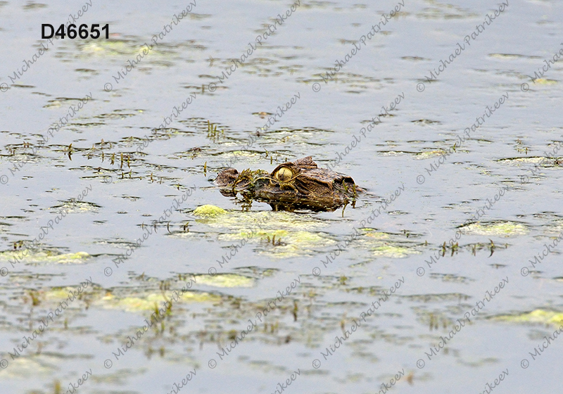 Broad-snouted Caiman (Caiman latirostris)